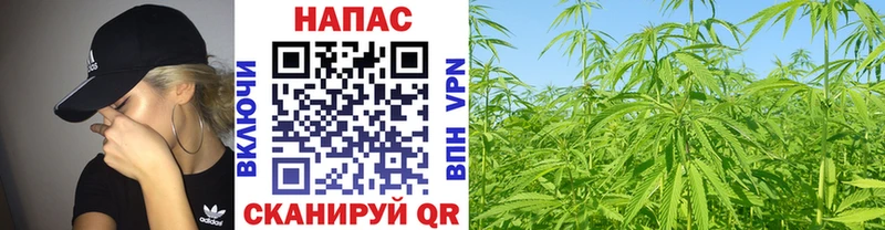 Бошки марихуана OG Kush  Купить где  Канск 